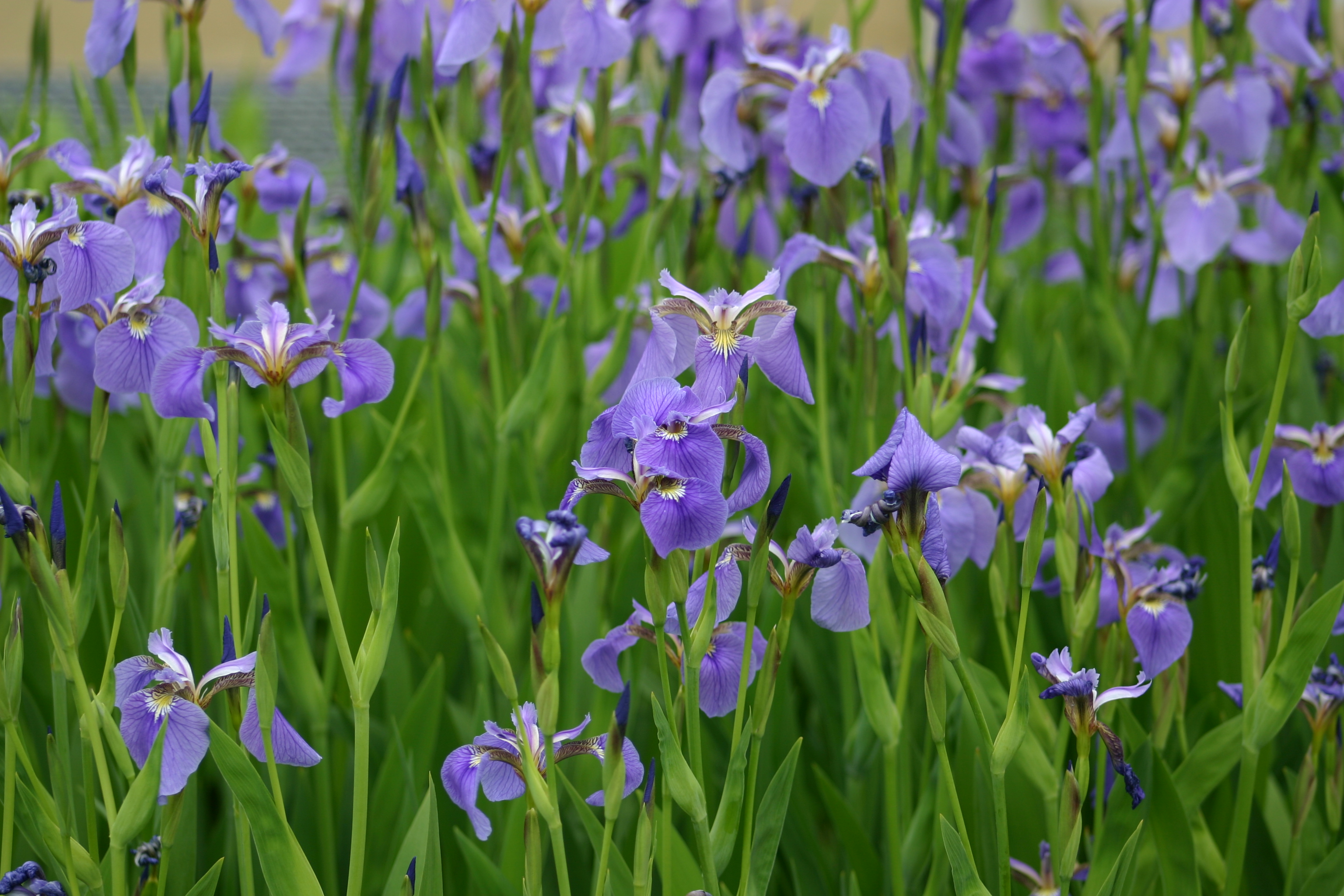 Iris setosa